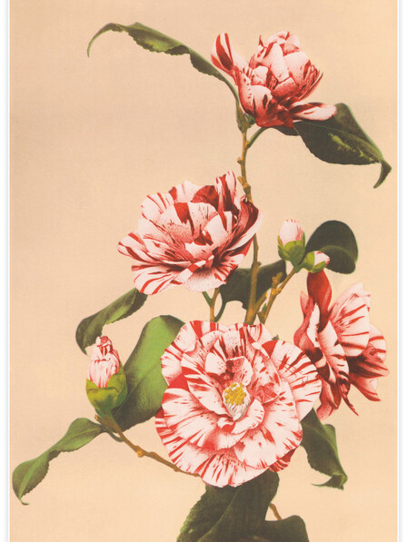 Striped Camellias - Poster