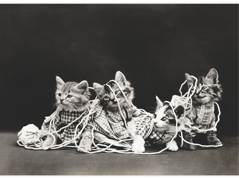 The entanglement - Poster