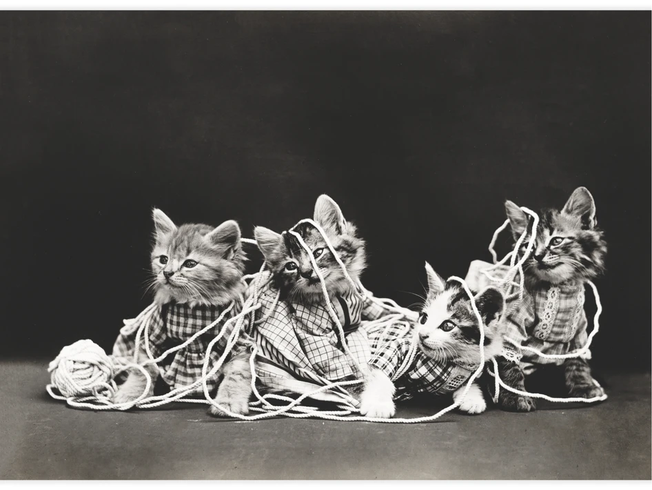 The entanglement - Poster