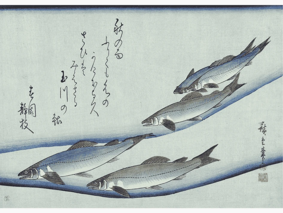 Trout - Poster
