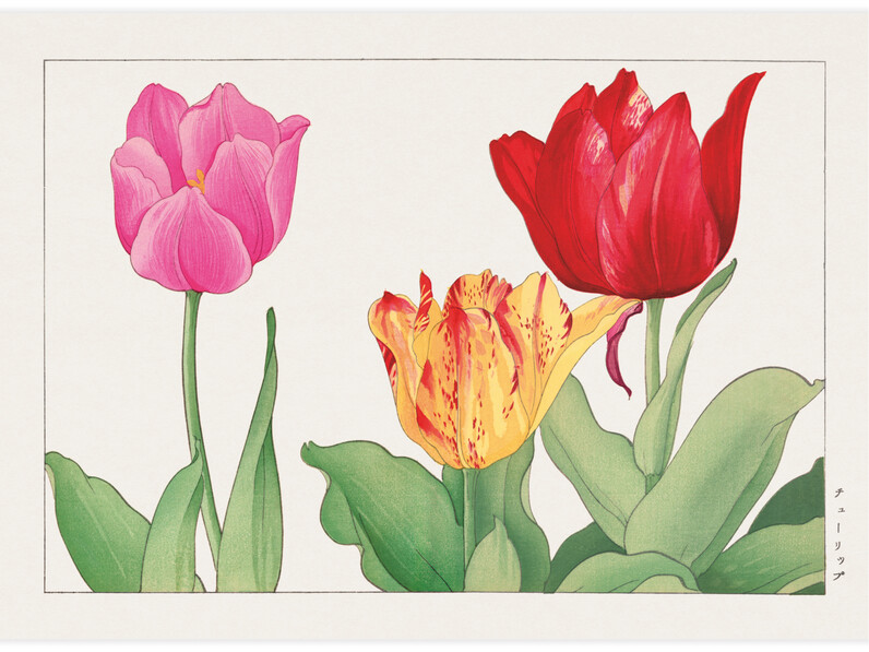 Tulip flower - Poster
