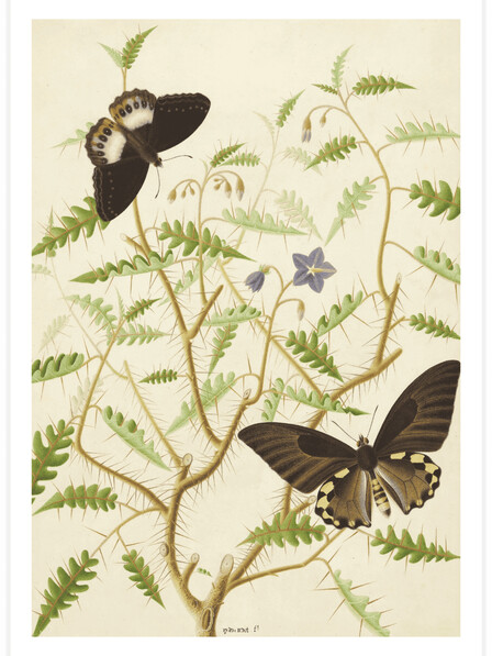 Two Exotic Butterflies - Poster