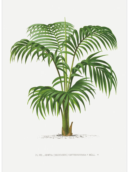 Vintage palm tree illustration No.1 - Poster
