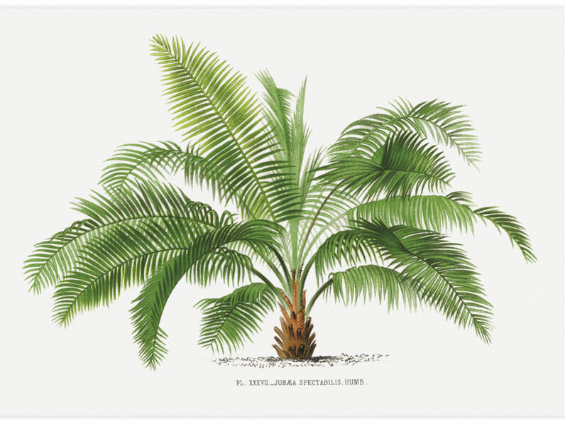 Vintage palm tree illustration No.2 - Poster