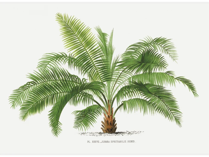 Vintage palm tree illustration No.2, Poster