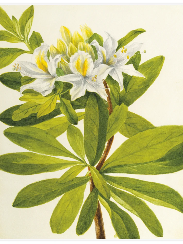 Western Azalea - Poster