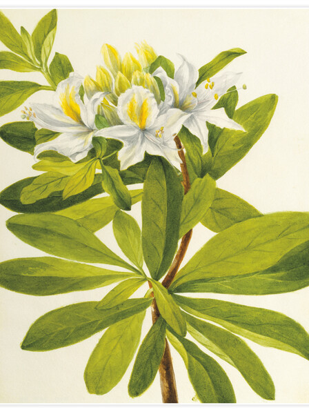 Western Azalea - Poster