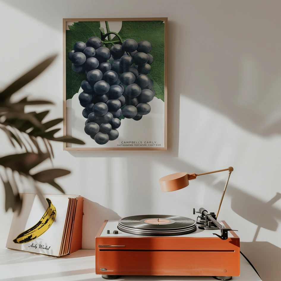 Campbell's Early grape - Poster