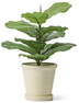 Fiolfikus - Konstväxt i kruka, H 43 Ø 32 cm - Grön