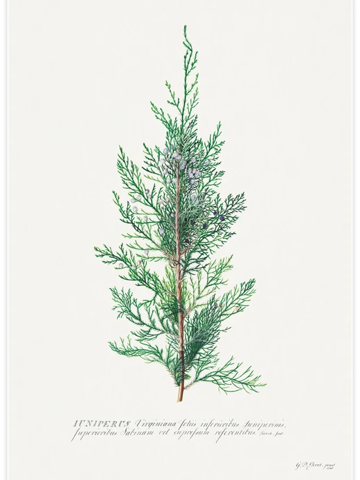 Juniper illustration, Poster