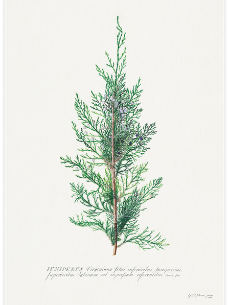 Juniper illustration - Poster