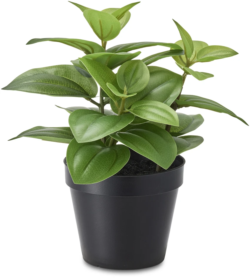 Peperomia - Konstväxt i kruka, H27 Ø26 cm - Grön