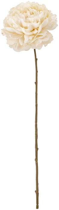 Pion, Konstväxt, H60 cm