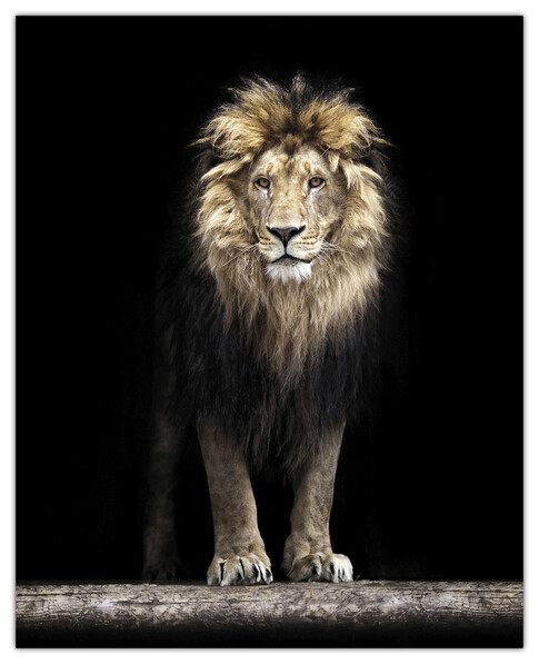 Lion - Poster, 40x50 cm - Svart