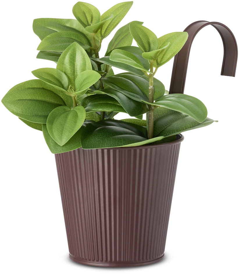 Peperomia - Konstväxt i kruka, H27 Ø26 cm - Grön