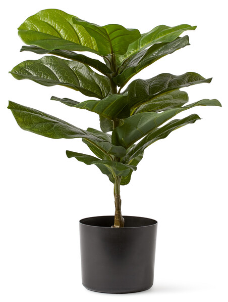 Fikus - Konstväxt i kruka, H 55 cm - Grön