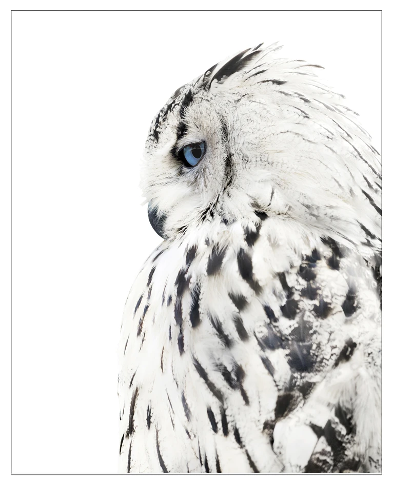 Big Owl - Poster, 40x50 cm - Svart