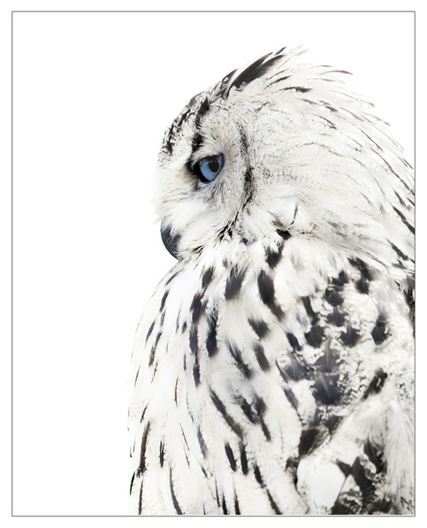 Big Owl - Poster, 40x50 cm - Svart