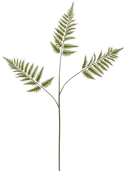 Ormbunke - Snittblomma, H 83 cm - Grön