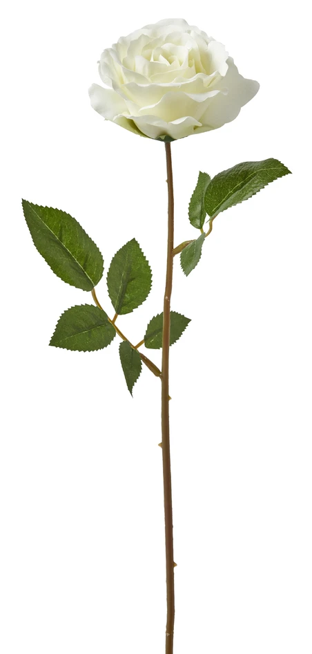 Ros - Snittblomma, H 47 cm - Vit