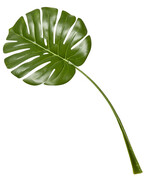 Monstera