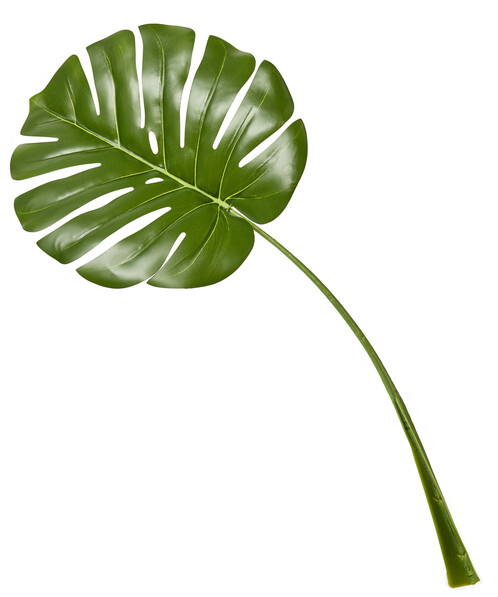 Monstera - Snittblomma, H 67 cm - Grön