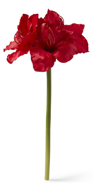 Amaryllis - Snittblomma, H 55 cm - Röd