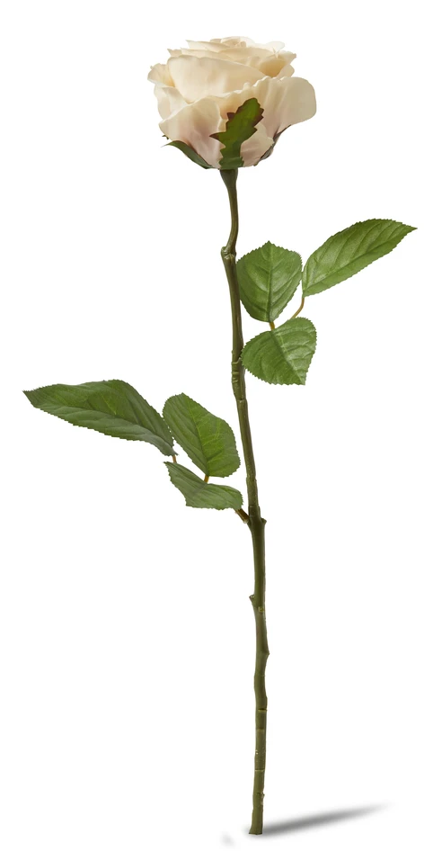 Ros - Snittblomma, H 45 cm - Beige