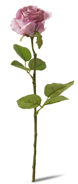 Ros - Snittblomma, H 48 cm - Rosa
