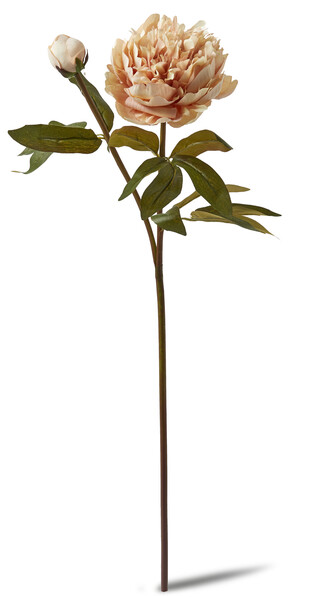 Pion - Snittblomma, H 54 cm - Beige