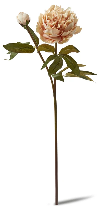 Pion, Snittblomma, H 54 cm