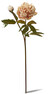 Pion - Snittblomma, H 54 cm - Beige