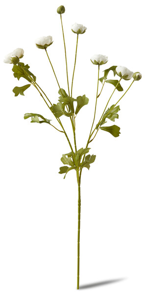 Ranunkel - Snittblomma, H 87 cm - Vit