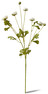 Ranunkel - Snittblomma, H 87 cm - Vit