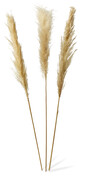 Pampas