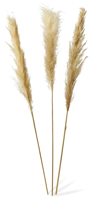 Pampas, Snittblomma, H 125 cm, 3-pack