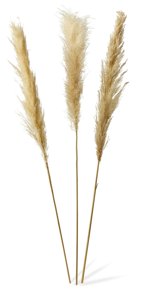 Pampas - Snittblomma, 3-pack, H 125 cm - Beige