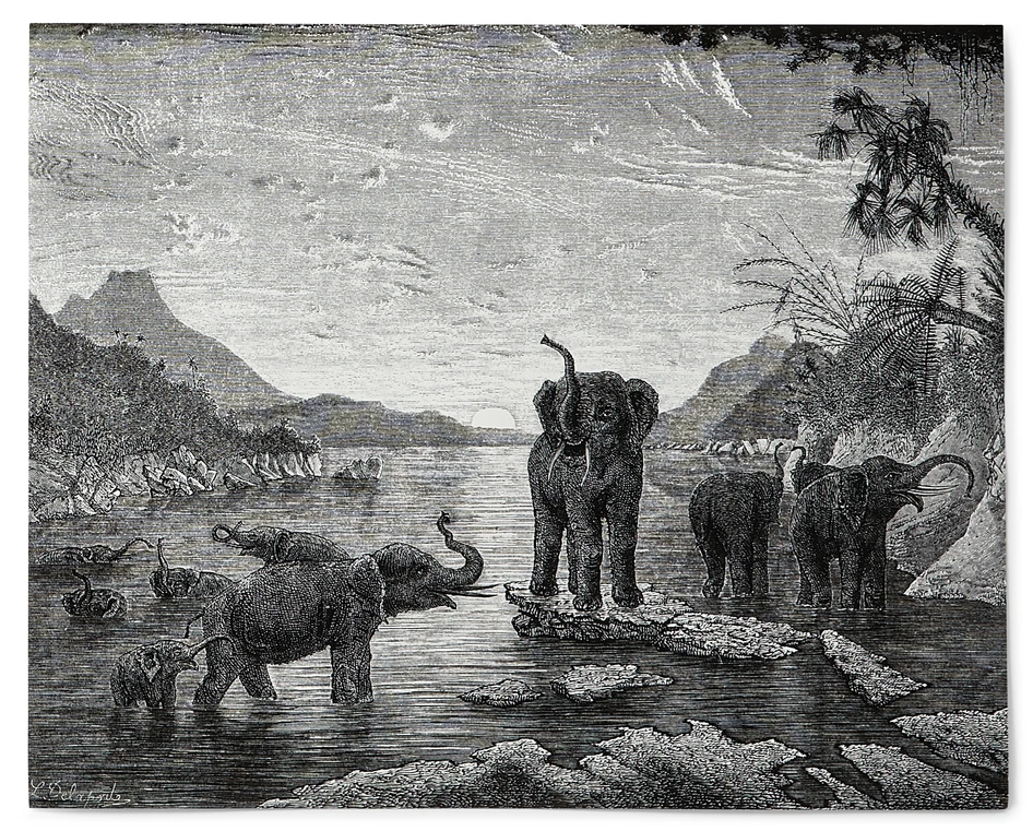 Wild Elephants - Poster, 50x40 cm - Svart