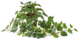 Murgröna