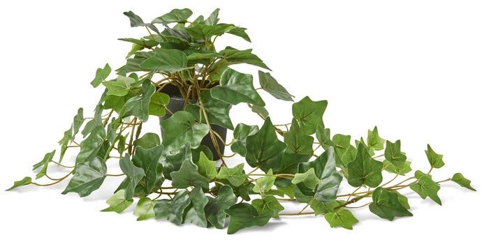 Murgröna, Konstväxt i kruka, 60x28x18, kruka Ø 10 cm