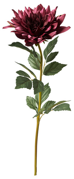 Dahlia - Snittblomma, H 92 cm - Röd