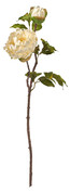 Pion