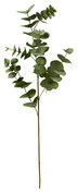 Eucalyptus